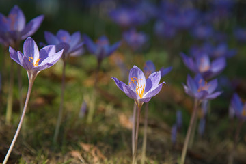 Colchicum autumnale, autumn crocus