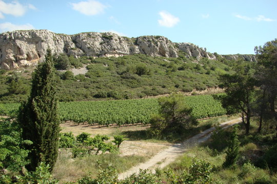 Vigne,La clape,Aude