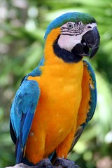 Pappagallo