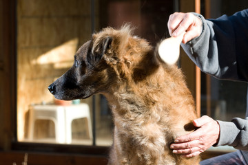 gog grooming