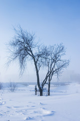 Fototapeta na wymiar single tree is a misty winter day
