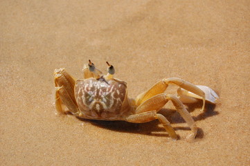 crab on the beach