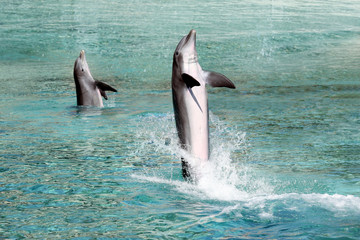 Two Bottle Nosed Dolphins are out of the water