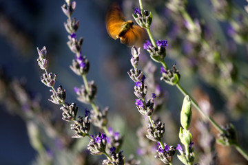 lavender,skipper,herb,