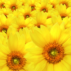Yellow sunflower flowers Atop One Another
