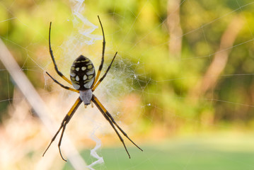 A writing or scribbler orb weaver spider.