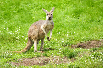 Kangaroo standing in a meadow