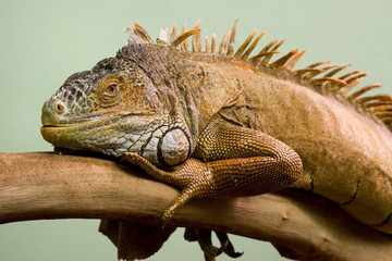 Big lizard sleeping on the branch close-up, isolated background