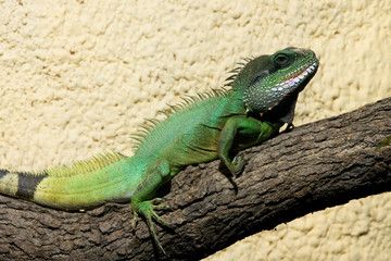 Big green lizard sleeping on the branch