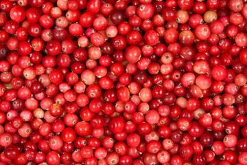 Ripe red wild cranberries, pure freshness