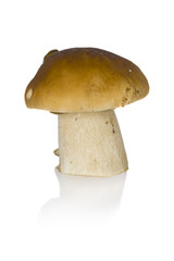 One cep on a white background