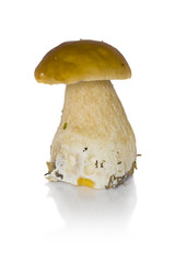 One cep on a white background