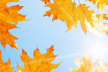 Orange autum leaves against sky
