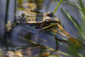 Grenouille verte