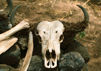 Fototapeta na wymiar Buffalo Skull