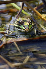 Gros plan de grenouille verte