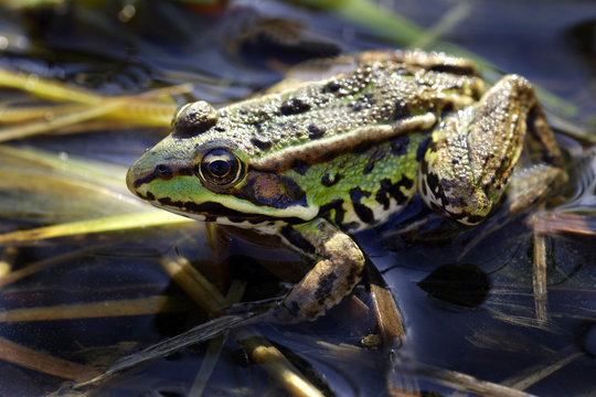 Grenouille verte