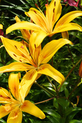 Opened yellow lilies in green garden