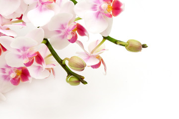 Delicate white pink orchids on white background