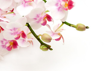 Fototapeta premium Delicate white pink orchids on white background