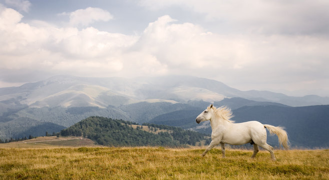 White horse