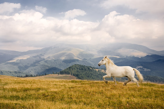 White horse