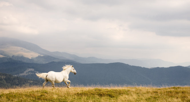 White horse