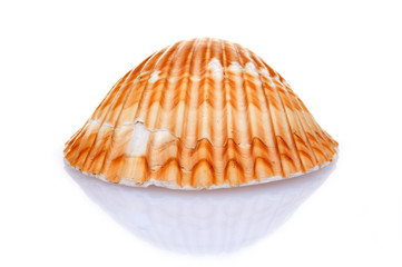 Seashell isolated on white background