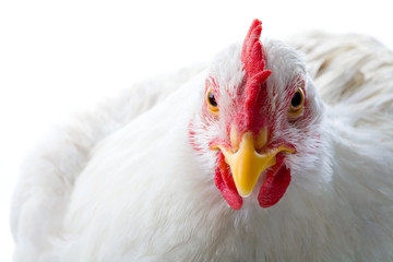 Close-up of white chicken looking at camera in studio