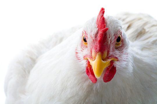 Close-up of white chicken looking at camera in studio