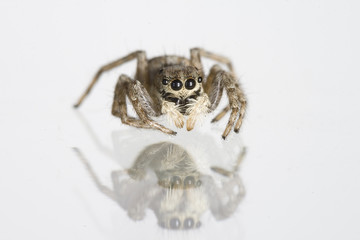 a great spider with eight eyes