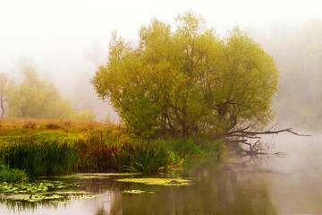 Autumn scene. Trees near tranquil river. In mist.