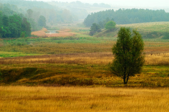 An image of meadow with lonely tree