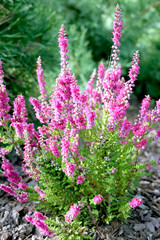 Pink heather
