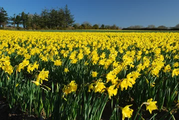 Crédence de cuisine en verre imprimé Narcisse Field of daffodils