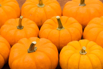 Lots of pumpkins sitting together making a background