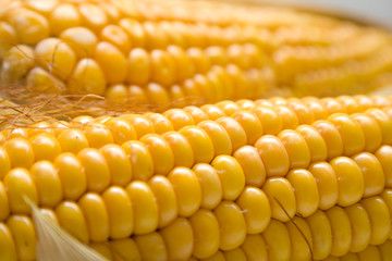 Freshly harvested corn, close up. macro, background