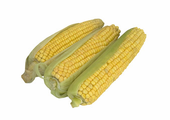 Ears of fresh corn isolated on white background..