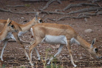 gazelle