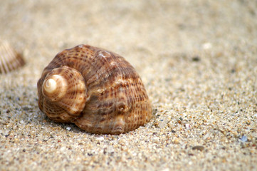 Muschel im Sand