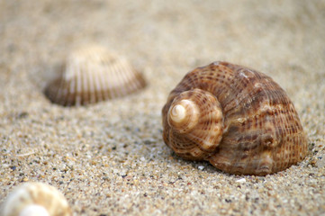 Muscheln am Strand im Sand