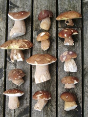 pilze