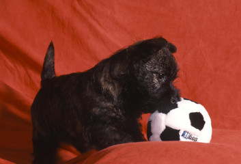 un chiot cairn terrier et sa balle