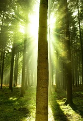 Foto op Canvas Sun beams showing through a pine forest. © James Thew