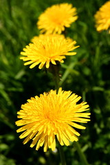 Dandelions  on green