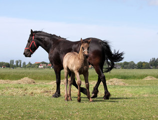 foal and mother - 9652637