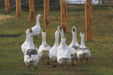 herd of goose