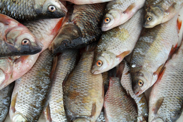 Close-up of lot of raw fresh river fish