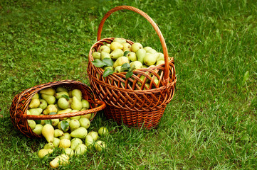 rich harvest. two baskets with plenty of pear