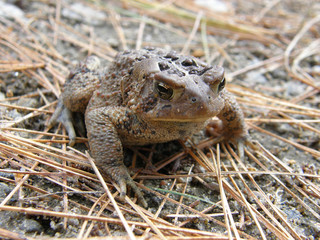 Crapaud de St Élie de Caxton